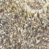Heath Star-moss
